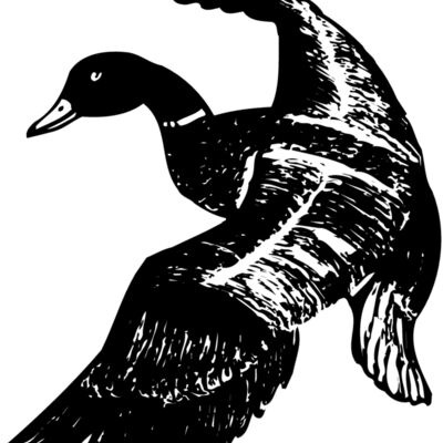 BIRD081 Thumbnail