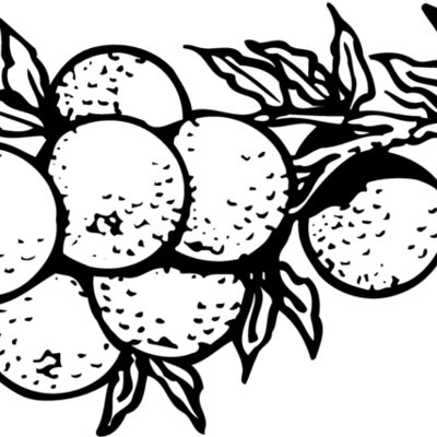 FRUIT035 Thumbnail